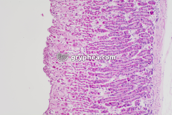 Estomac glandes gastriques et muscle lisse x40 - gryphea.org